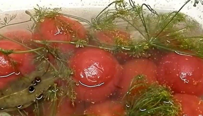 Малосольные суточные помидоры с чесноком и укропом без кожицы